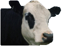 Typical cow