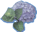 Hortensian is a typical flower for Terceira